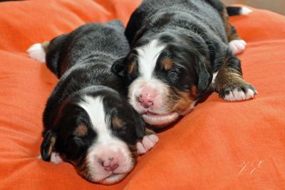 111charlycalina1713 1