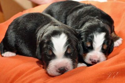 55cantorcamilla1713 1