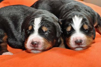 96cedricchiara1713 1