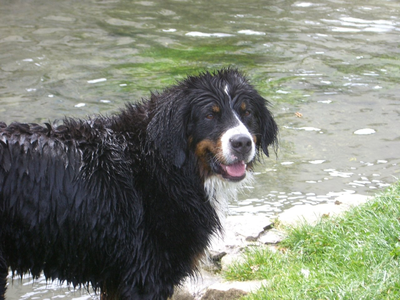 Berenike von den schweizer Franken