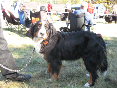Banja von den schweizer Franken