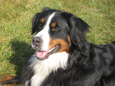 Bavaria-Molly von den schweizer Franken