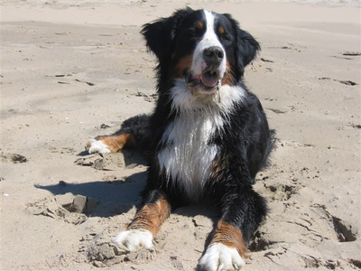 Bernina-Ritli von den schweizer Franken