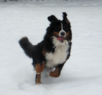 Archie springt im Schnee